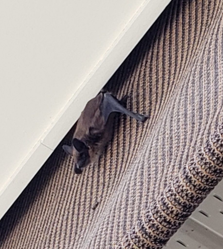 New Survey:  Have Bats Used Your Exterior Window Shades and Power Awnings Over the Last 10 Years? 1